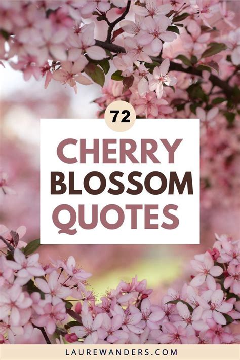 cherry blossom.captions|cherry blossom captions for posts.